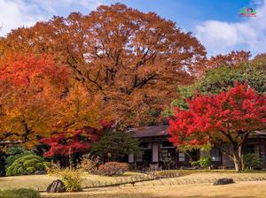Những địa điểm Không thể bỏ qua khi đến Nhật Bản mùa thu