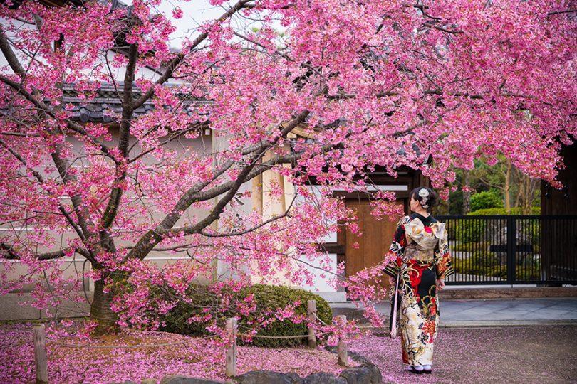 Trải nghiệm mùa hoa anh đào đầu tiên tại Nhật Bản