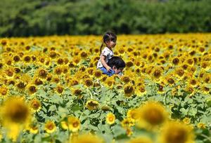 Giới trẻ thích thú với cánh đồng hoa hướng dương giữa Thành phố Buôn Ma Thuột