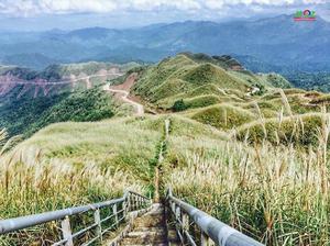 Tháng 10 có hẹn với cánh đồng cỏ bông lau Quảng Ninh