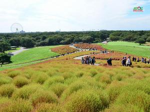 Rực rỡ mùa thu Nhật Bản với Lễ hội hoa Kochia 