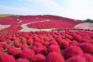 Cỏ Kochia đỏ rực khi vào thu tại công viên Hitachi Nhật Bản