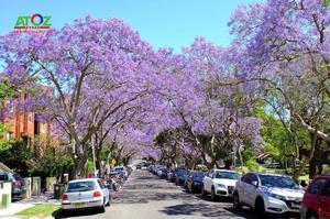 Lãng mạn Sydney, Úc vào mùa hoa phượng tím