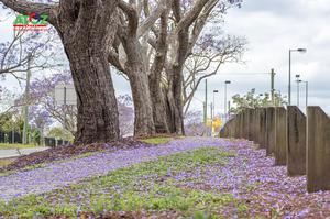 Lãng mạn Sydney, Úc vào mùa hoa phượng tím