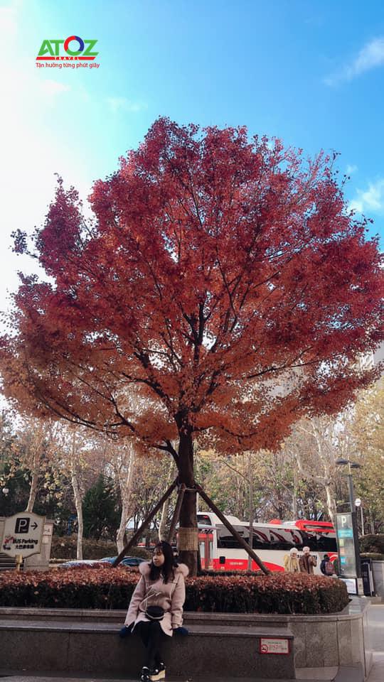 Đoàn tour Hàn Quốc ngày 29/11/2019