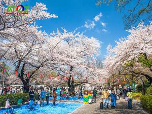 Tour Nhật Bản mùa hoa anh đào:  Ibaraki –Yamanashi– Tokyo