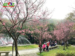 Tour Đài Loan mùa hoa anh đào: Đài Trung - Làng Cầu Vồng - Cao Hùng - Đài Bắc (CI)