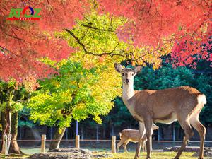 Tour NHẬT BẢN MÙA THU LÁ ĐỎ 2022: Cung đường Vàng OSAKA – KOBE – KYOTO – NAGOYA – YAMANASHI – TOKYO 