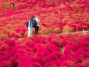 Tour Nhật Bản cung đường vàng mùa thu: Tokyo – Ibaraki – Yamanashi – Hamamatsu – Kyoto – Osaka – Kobe