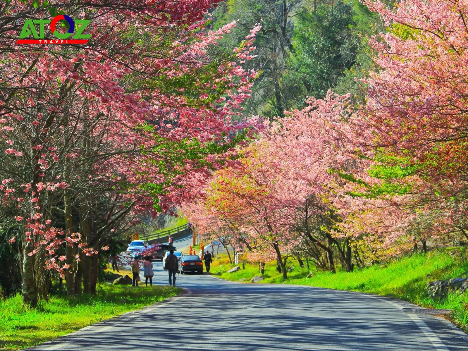 Ngắm hoa anh đào tại 5 địa điểm trong chuyến du lịch Đài Loan