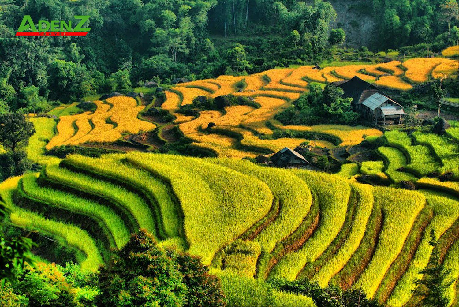 Tour du lịch HÀ GIANG – LÀO CAI 2022: HOÀNG SU PHÌ – CỐC PÀI – SI MA CAI – BẮC HÀ  MÙA LÚA CHÍN