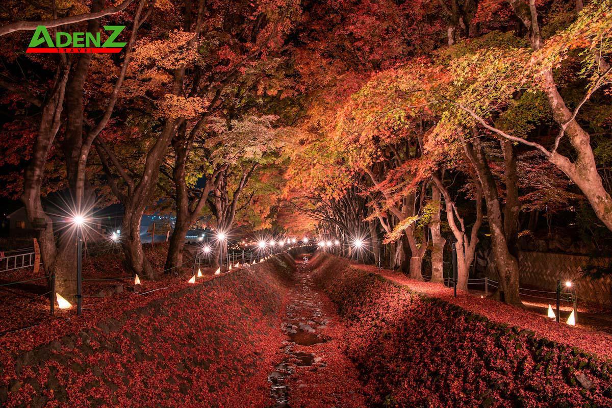 Sắc hoa tuyệt đẹp vào mùa thu ở Nhật Bản