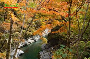 Nhật Bản mùa thu lá đỏ tuyến mới Hokkaido - Saitama - Gunma - Tokyo