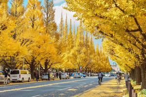 Nhật Bản mùa thu lá đỏ tuyến mới Hokkaido - Saitama - Gunma - Tokyo