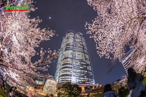 4 địa điểm du lịch Tokyo về đêm thú vị nhất
