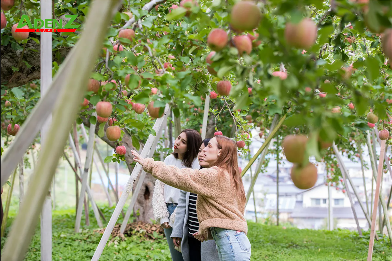 Tour du lịch Nhật Bản - Mùa Thu 2023 Cung Đường Vàng