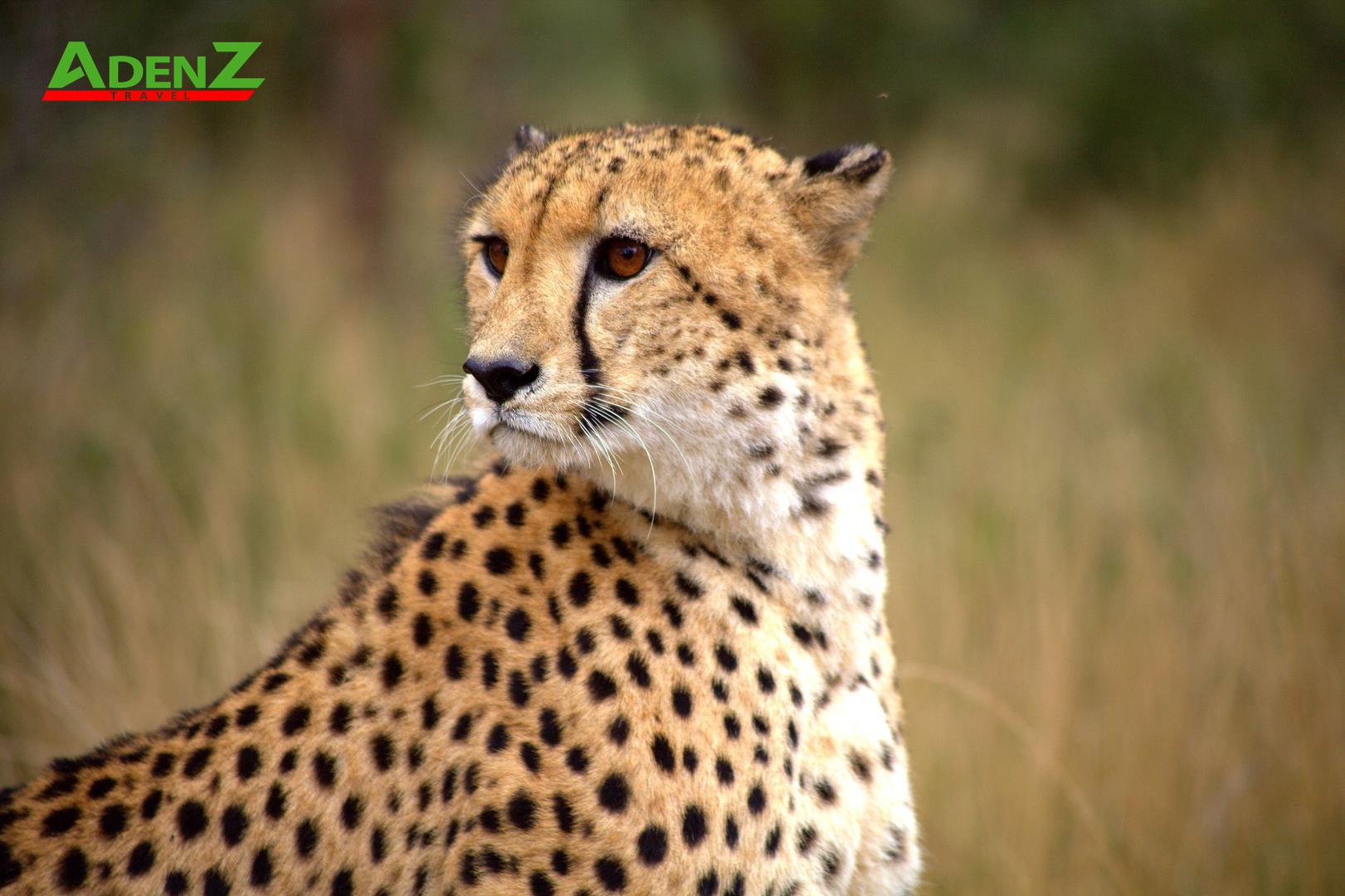 TOUR DU LỊCH NAM PHI - ĐÓN TẾT GIÁP THÌN 2024