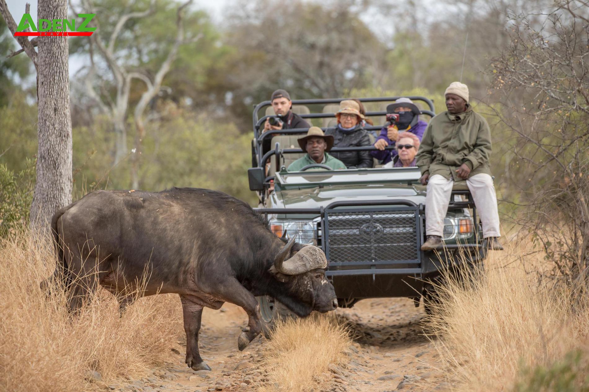 KHÁM PHÁ SAFARI HOANG DÃ TẠI VƯỜN QUỐC GIA KRUGER