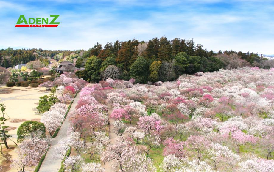 TOUR NHẬT BẢN NGẮM HOA KAWAZU SAKURA 2024 TẾT NGUYÊN ĐÁN 2024 TOKYO – YAMANASHI – TOYOHASHI – KYOTO – OSAKA – KOBE