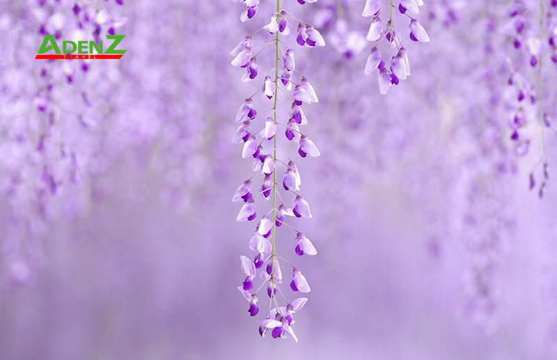 TRUYỀN THUYẾT VỀ HOA TỬ ĐẰNG - ÁNG MÂY TÍM DỊU DÀNG CỦA NHẬT BẢN