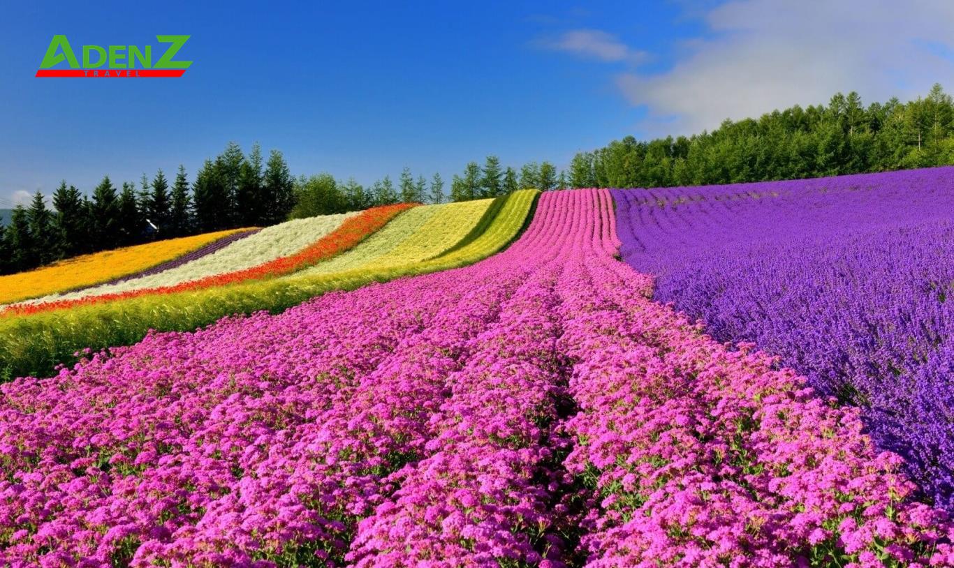 TOUR NHẬT BẢN CAO CẤP HOKKAIDO - SAPPORO – ASAHIKAWA – OTARU