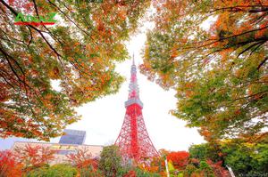 NHẬT BẢN CUNG ĐƯỜNG VÀNG MÙA THU TOKYO - HAKONE - YAMANASHI - FUJINAGOYA - OSAKA