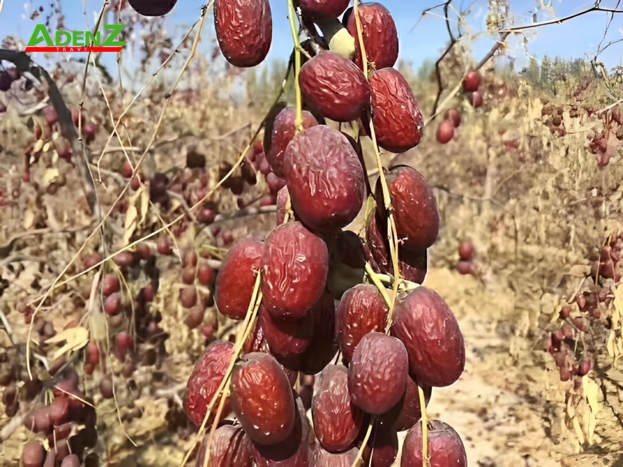 TOUR TRUNG QUỐC DU NGOẠN TÂN CƯƠNG ĐẸP NHƯ TRANH VẼ