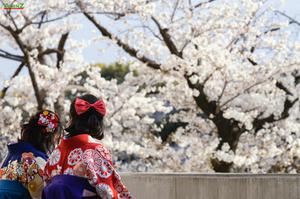 TOUR DU LỊCH NHẬT BẢN TUYẾN SHIZUOKA - YAMANASHI - FUJI - TOKYO MÙA HOA ANH ĐÀO