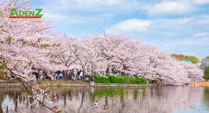 TOUR DU LỊCH NHẬT BẢN TUYẾN SHIZUOKA - YAMANASHI - FUJI - TOKYO MÙA HOA ANH ĐÀO