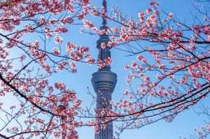 TOUR DU LỊCH NHẬT BẢN TUYẾN SHIZUOKA - YAMANASHI - FUJI - TOKYO MÙA HOA ANH ĐÀO