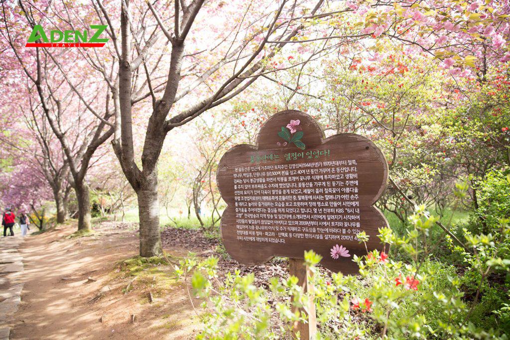 Công viên Wansan nơi có nhiều hoa anh đào nhất tại thành phố Jeonju