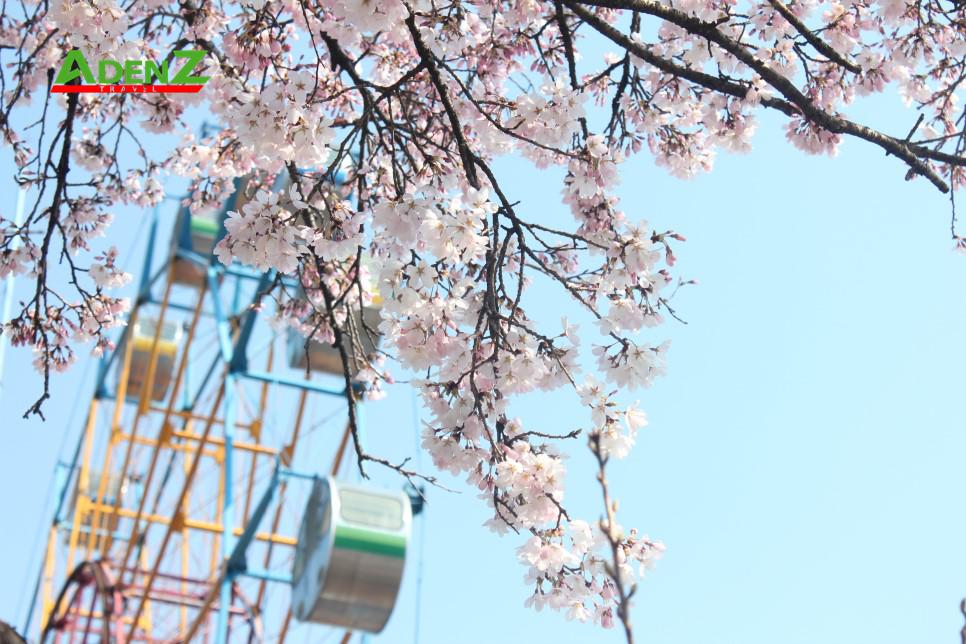 Hoa anh đào nở tuyệt đẹp tại Jeonju Zoo