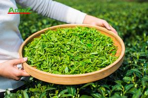 TOUR DU LỊCH TRUNG QUỐC  TUYÉN THƯỢNG HẢI - HÀNG CHÂU - TÔ CHÂU - VÔ TÍCH - Ô TRẤN
