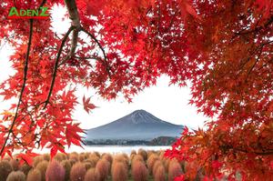 TOUR DU LỊCH NHẬT BẢN MÙA THU TUYẾN TOKYO - YAMANASHI - TOYOHASHI - KYOTO - OSAKA - KOBE