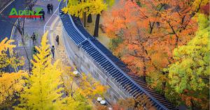 TOUR DU LỊCH HÀN QUỐC MÙA THU TUYẾN SEOUL – ĐẢO NAMI – EVERLAND