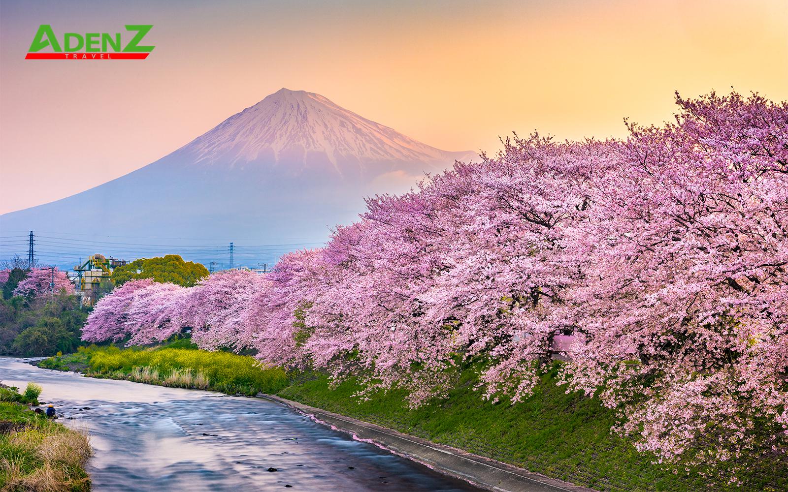 TOUR DU LỊCH NHẬT BẢN MÙA HOA ANH ĐÀO TUYẾN TOKYO – FUJI- TOYOHASHI – KYOTO– OSAKA