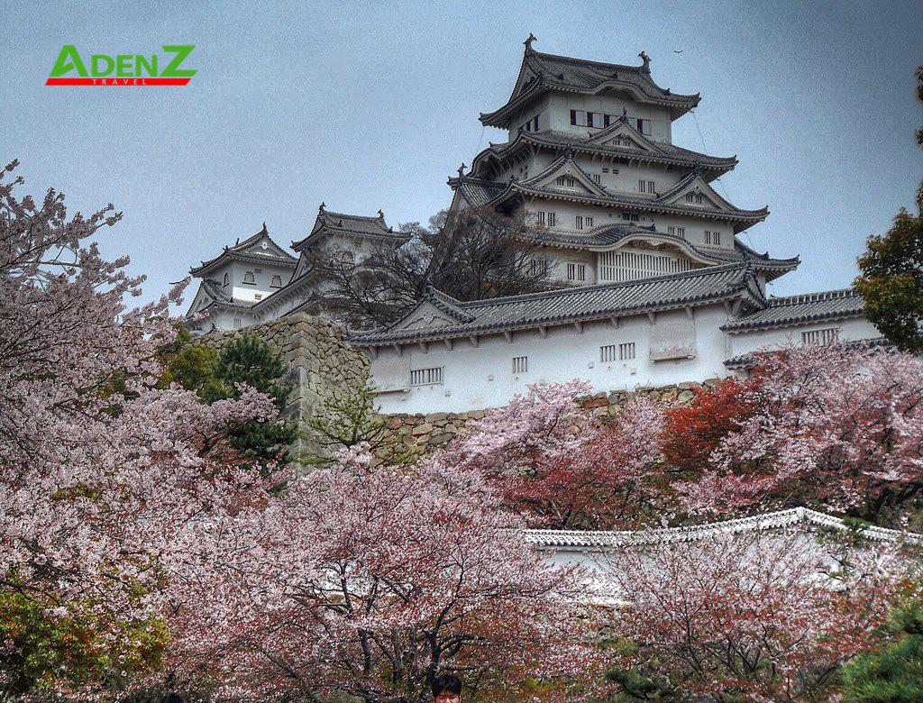 TOUR DU LỊCH NHẬT BẢN MÙA HOA ANH ĐÀO TUYẾN TOKYO - YAMANASHI - SHIZUOKA - SHIRAKAWAGO - NAGOYA