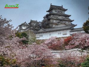 TOUR DU LỊCH NHẬT BẢN MÙA HOA ANH ĐÀO TUYẾN TOKYO - YAMANASHI - SHIZUOKA - SHIRAKAWAGO - NAGOYA