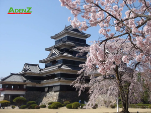 TOUR DU LỊCH NHẬT BẢN MÙA HOA ANH ĐÀO TUYẾN TOKYO - YAMANASHI - SHIZUOKA - SHIRAKAWAGO - NAGOYA