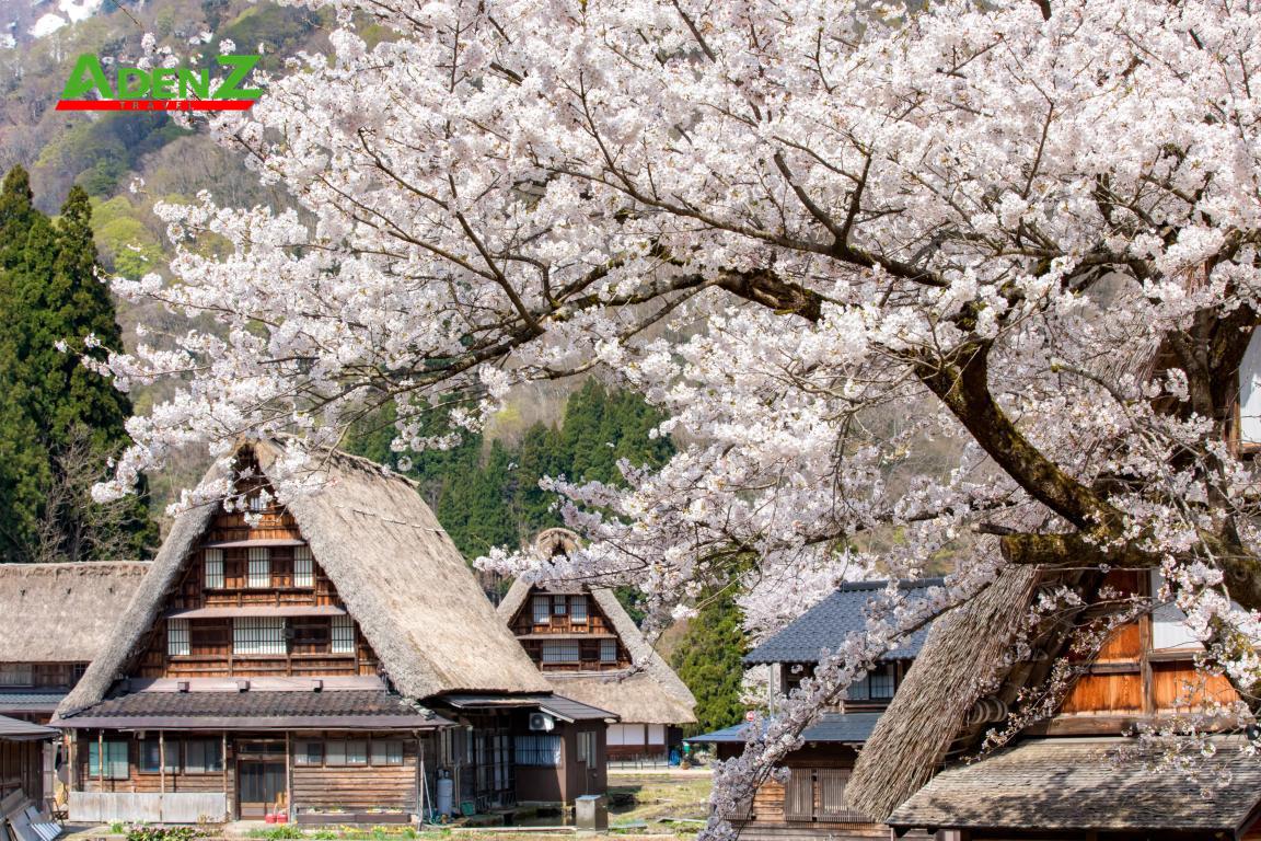TOUR DU LỊCH NHẬT BẢN MÙA HOA ANH ĐÀO TUYẾN TOKYO - YAMANASHI - SHIZUOKA - SHIRAKAWAGO - NAGOYA