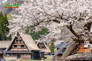 TOUR DU LỊCH NHẬT BẢN MÙA HOA ANH ĐÀO TUYẾN TOKYO - YAMANASHI - SHIZUOKA - SHIRAKAWAGO - NAGOYA