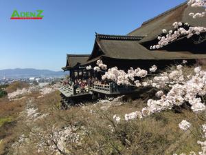 TOUR DU LỊCH NHẬT BẢN MÙA HOA ANH ĐÀO TUYẾN TOKYO – FUJI- TOYOHASHI – KYOTO– OSAKA