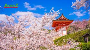 TOUR DU LỊCH NHẬT BẢN MÙA HOA ANH ĐÀO TUYẾN TOKYO – FUJI- TOYOHASHI – KYOTO– OSAKA