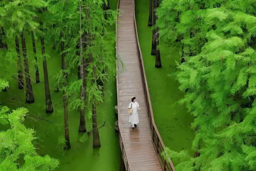 TOUR DU LỊCH TRUNG QUỐC  TUYẾN THƯỢNG HẢI - Ô TRẤN - HÀNG CHÂU - BẮC KINH