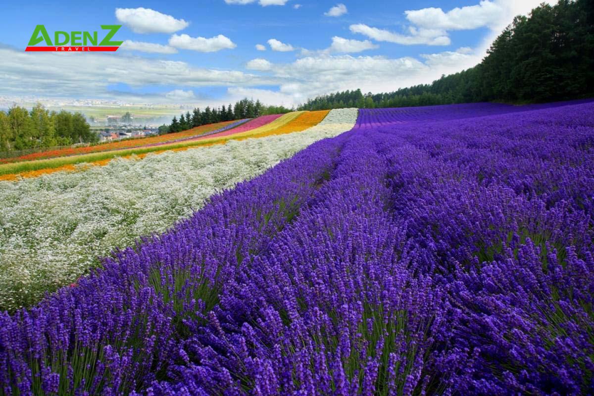 TOUR DU LỊCH NHẬT BẢN MÙA HÈ KHÁM PHÁ HOKKAIDO