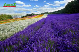 TOUR DU LỊCH NHẬT BẢN MÙA HÈ KHÁM PHÁ HOKKAIDO